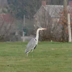 La Blanche Roche Sourdeval