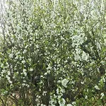 Alojamento de Acomodação e Pequeno-almoço La Blanche Roche Sourdeval