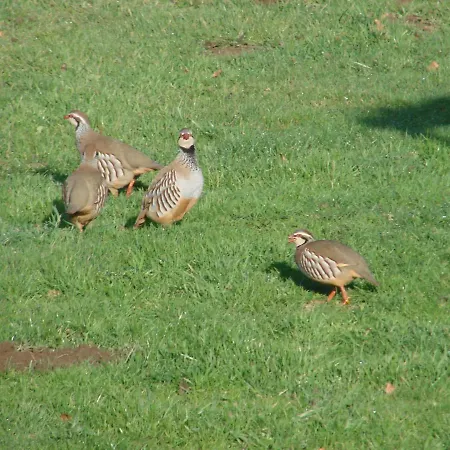 La Blanche Roche Alojamento de Acomodação e Pequeno-almoço 3*