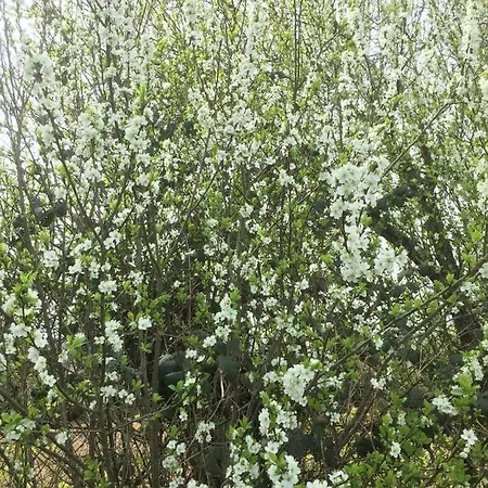 Bed and breakfast La Blanche Roche Sourdeval