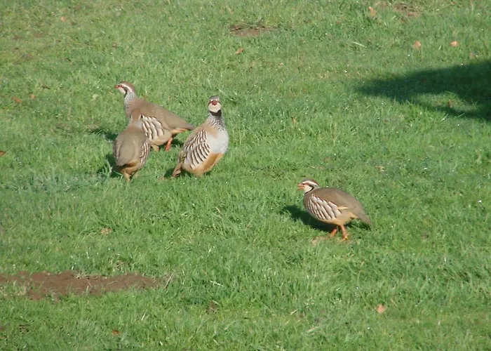 La Blanche Roche Oda ve Kahvaltı 3*
