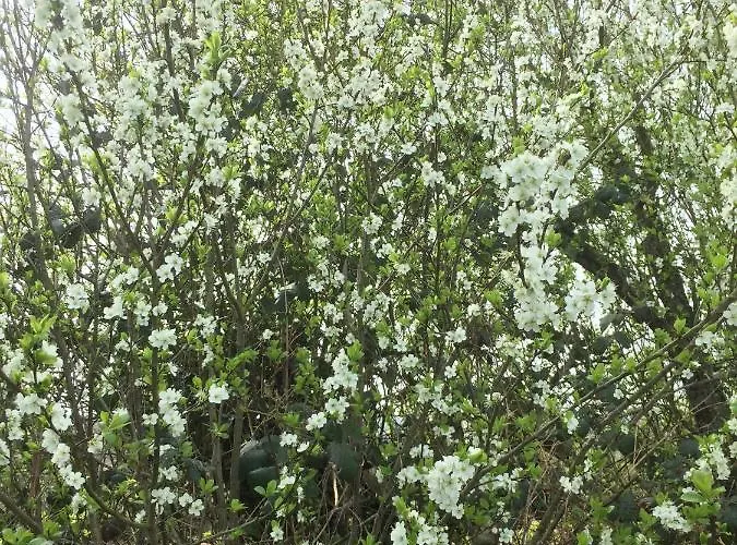 Oda ve Kahvaltı La Blanche Roche Sourdeval